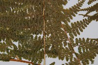 刺柄碗蕨藏品圖，第4張