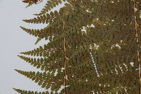 刺柄碗蕨藏品圖，第5張