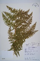 刺柄碗蕨藏品圖，第1張