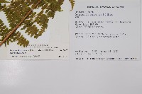 刺柄碗蕨藏品圖，第2張