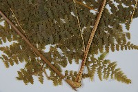 刺柄碗蕨藏品圖，第3張