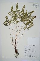 圓葉陵齒蕨藏品圖，第1張
