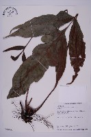 沙皮蕨藏品圖，第1張