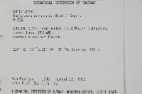 沙皮蕨藏品圖，第2張