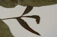 沙皮蕨藏品圖，第4張