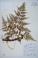 海州骨碎補藏品圖，第1張