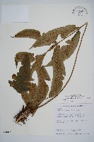 網脈雙蓋蕨藏品圖，第1張