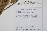 網脈雙蓋蕨藏品圖，第2張