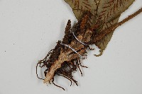 網脈雙蓋蕨藏品圖，第3張