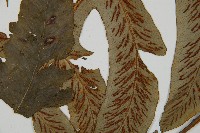 網脈雙蓋蕨藏品圖，第4張