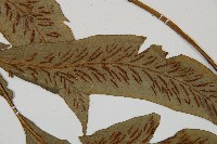 網脈雙蓋蕨藏品圖，第5張