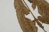 網脈雙蓋蕨藏品圖，第6張