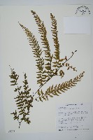 瓶蕨藏品圖，第1張