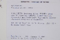 鋸齒雙蓋蕨、線葉雙蓋蕨、刺鱗雙蓋蕨藏品圖，第2張