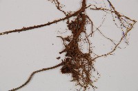 鋸齒雙蓋蕨、線葉雙蓋蕨、刺鱗雙蓋蕨藏品圖，第3張