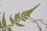 鋸齒雙蓋蕨、線葉雙蓋蕨、刺鱗雙蓋蕨藏品圖，第5張