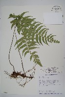 鋸齒雙蓋蕨、線葉雙蓋蕨、刺鱗雙蓋蕨藏品圖，第6張