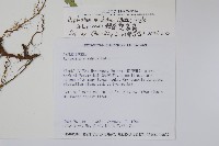 鋸齒雙蓋蕨、線葉雙蓋蕨、刺鱗雙蓋蕨藏品圖，第7張