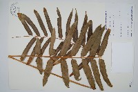 長葉腎蕨藏品圖，第1張