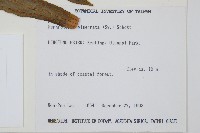 長葉腎蕨藏品圖，第2張