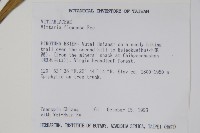 書帶蕨藏品圖，第2張