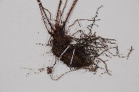 紅苞蹄蓋蕨藏品圖，第3張