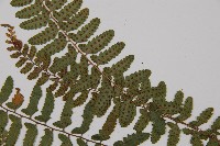 紅苞蹄蓋蕨藏品圖，第4張
