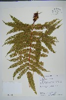 有刺鳳尾蕨藏品圖，第1張