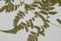 阿里山蹄蓋蕨藏品圖，第5張