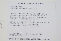 耳形瘤足蕨藏品圖，第2張