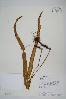 麟瓦葦、川上氏瓦葦藏品圖，第1張