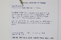 斜方複葉耳蕨藏品圖，第2張