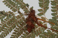 斜方複葉耳蕨藏品圖，第3張