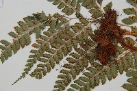 斜方複葉耳蕨藏品圖，第4張