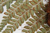 斜方複葉耳蕨藏品圖，第5張