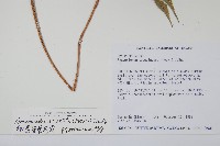 屋久複葉耳蕨藏品圖，第2張