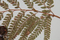 屋久複葉耳蕨藏品圖，第4張