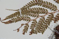 屋久複葉耳蕨藏品圖，第5張