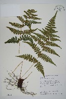 阿里山蹄蓋蕨藏品圖，第1張