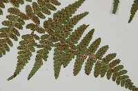 阿里山蹄蓋蕨藏品圖，第6張