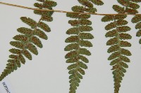 阿里山蹄蓋蕨藏品圖，第7張