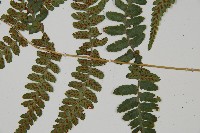 阿里山蹄蓋蕨藏品圖，第8張