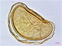 阿里山蹄蓋蕨藏品圖，第2張