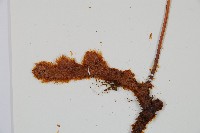 台灣小膜蓋蕨藏品圖，第1張