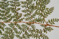 台灣小膜蓋蕨藏品圖，第2張