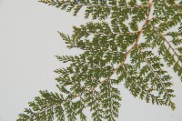 台灣小膜蓋蕨藏品圖，第4張
