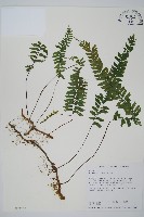 複齒鐵角蕨藏品圖，第1張