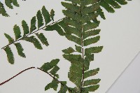 複齒鐵角蕨藏品圖，第3張