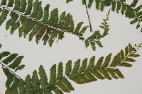 複齒鐵角蕨藏品圖，第4張