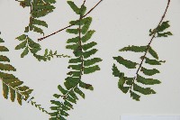 複齒鐵角蕨藏品圖，第5張